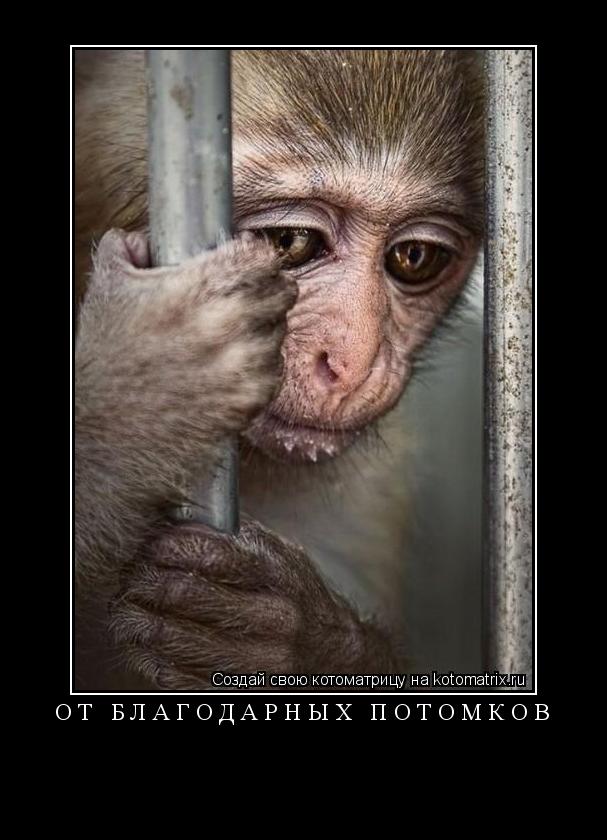 от благодарных потомков ... Котоматрица: от благодарных потомков