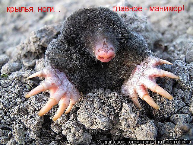 Котоматрица: крылья, ноги... главное - маникюр!