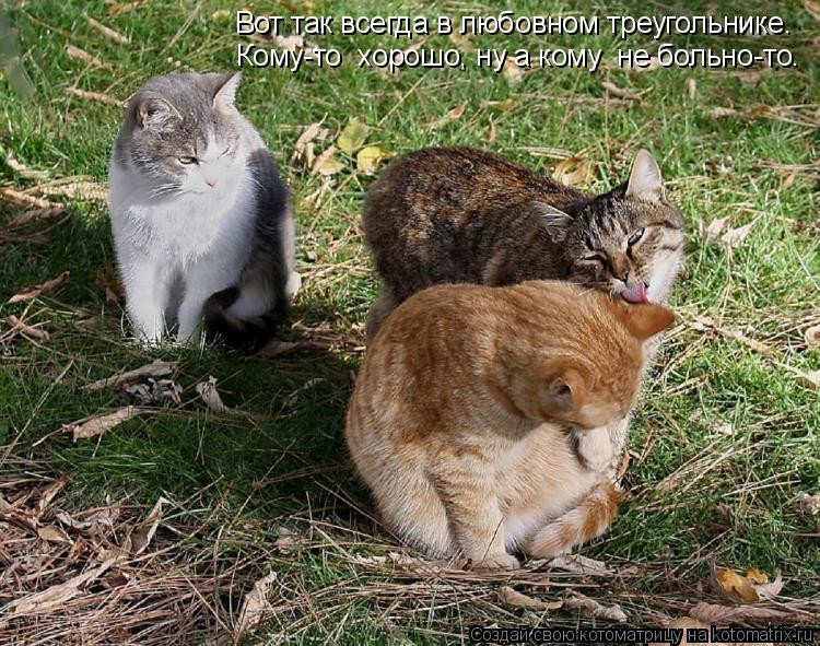 Котоматрица: Вот так всегда в любовном треугольнике. Кому-то  хорошо, ну а кому  не больно-то.