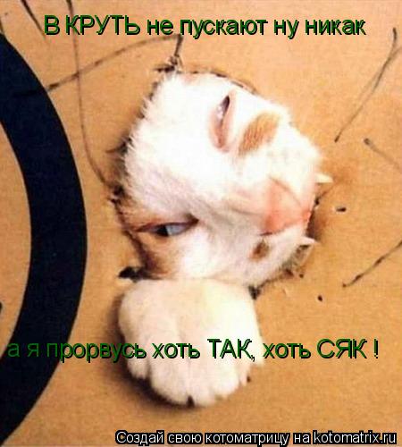 Котоматрица: В КРУТЬ не пускают ну никак а я прорвусь хоть ТАК, хоть СЯК !