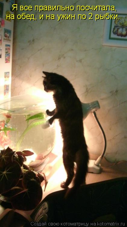 Котоматрица: Я все правильно посчитала, на обед, и на ужин по 2 рыбки.