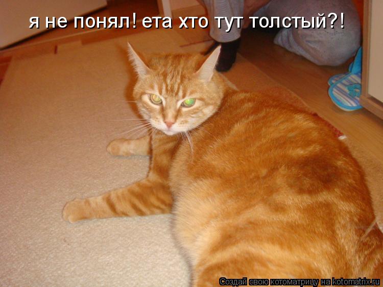 Котоматрица: я не понял! ета хто тут толстый?!