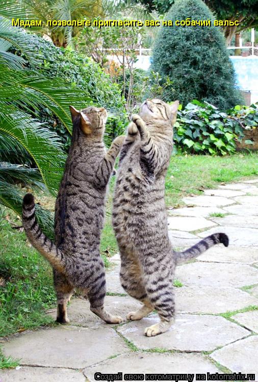 Котоматрица: Мадам, позвольте пригласить вас на собачий вальс