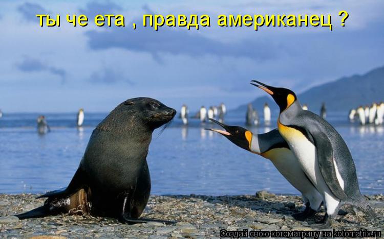 Котоматрица: ты че ета , правда американец ? ты че ета , правда американец ?