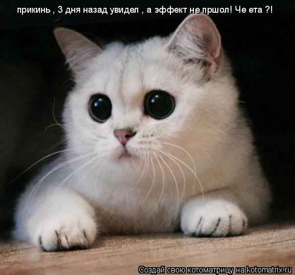 Котоматрица: прикинь , 3 дня назад увидел , а эффект не пршол! Че ета ?! прикинь , 3 дня назад увидел , а эффект не пршол! Че ета ?!