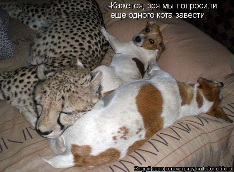 Котоматрица: -Кажется, зря мы попросили еще одного кота завести.