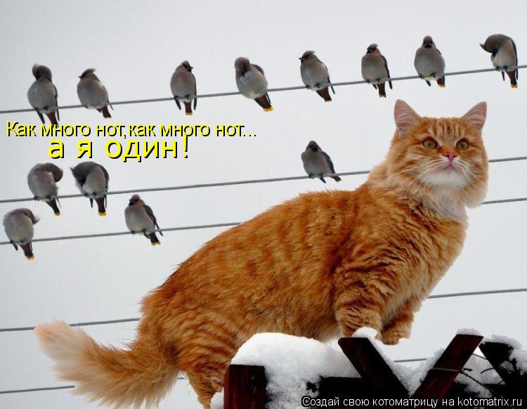 Котоматрица: Как много нот,как много нот... а я один!