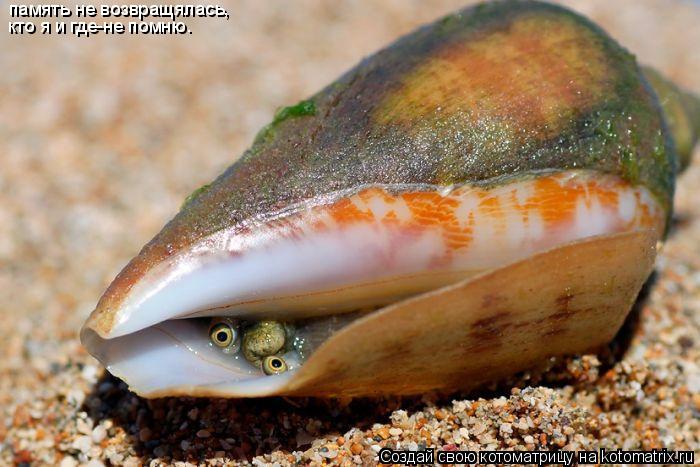 Котоматрица: память не возвращялась, кто я и где-не помню.