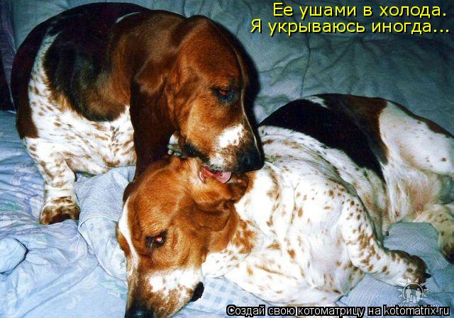 Котоматрица: Ее ушами в холода. Я укрываюсь иногда...