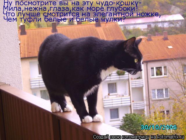 Котоматрица: Ну посмотрите вы на эту чудо-кошку- Мила,нежна,глаза,как море глубоки! Что лучше смотрится на элегантной ножке, Чем туфли белые и белые чулки