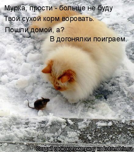 Котоматрица: Мурка, прости - больше не буду Твой сухой корм воровать. Пошли домой, а? В догонялки поиграем.