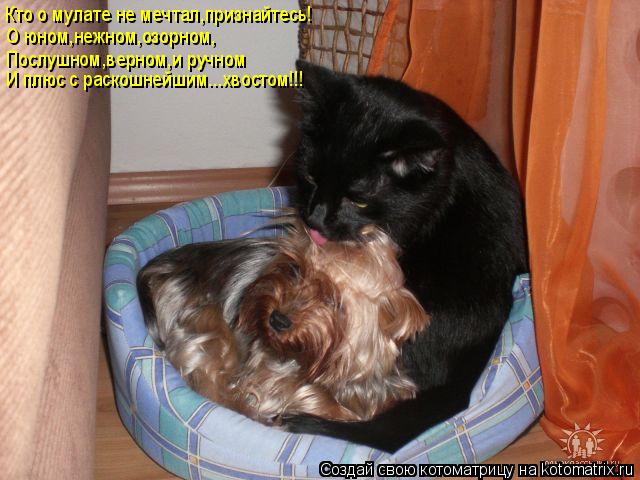 Котоматрица: Кто о мулате не мечтал,признайтесь! О юном,нежном,озорном, Послушном,верном,и ручном И плюс с раскошнейшим...хвостом!!!