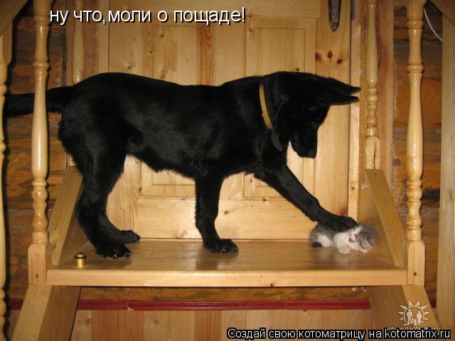 Котоматрица: ну что,моли о пощаде!