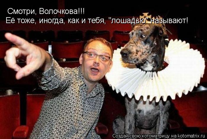Котоматрица: Смотри, Волочкова!!! Её тоже, иногда, как и тебя, "лошадью" называют!