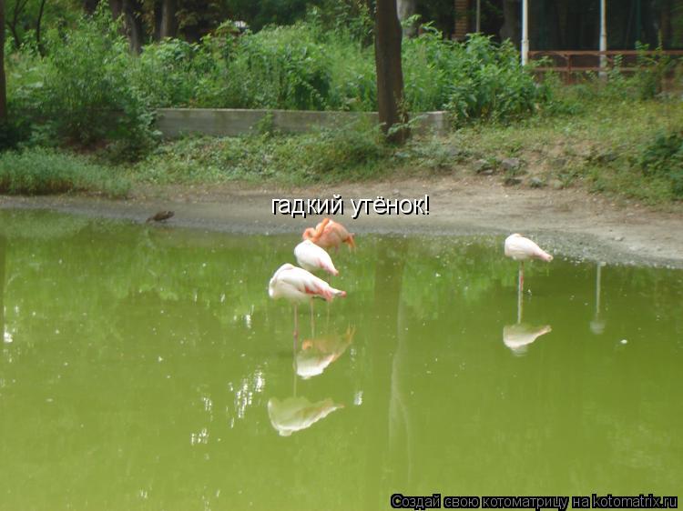 Котоматрица: гадкий утёнок!