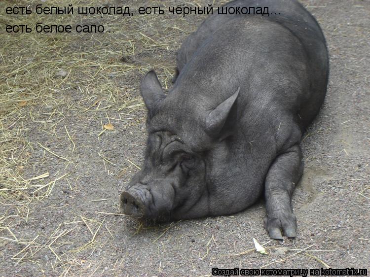 Котоматрица: есть белый шоколад, есть чёрный шоколад... есть белое сало...