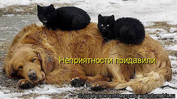 Котоматрица: Неприятности придавили.