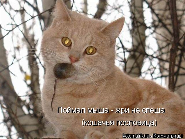 Котоматрица: Поймал мыша - жри не спеша (кошачья пословица)