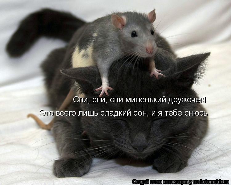 Котоматрица: Спи, спи, спи миленький дружочек! Это всего лишь сладкий сон, и я тебе снюсь