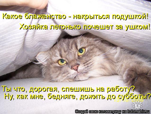 Котоматрица: Какое блаженство - накрыться подушкой! Хозяйка легонько почешет за ушком! Ты что, дорогая, спешишь на работу?  Ну, как мне, бедняге, дожить до 