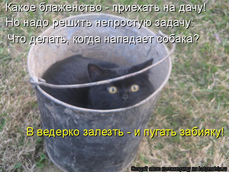 Какое блаженство - приехать на дачу! Но надо решить непростую задачу: В ведерко залезть - и пугать за... Котоматрица: Какое блаженство - приехать на дачу! Но надо решить непростую задачу: В ведерко залезть - и пугать забияку! Что делать, когда нападает собака?