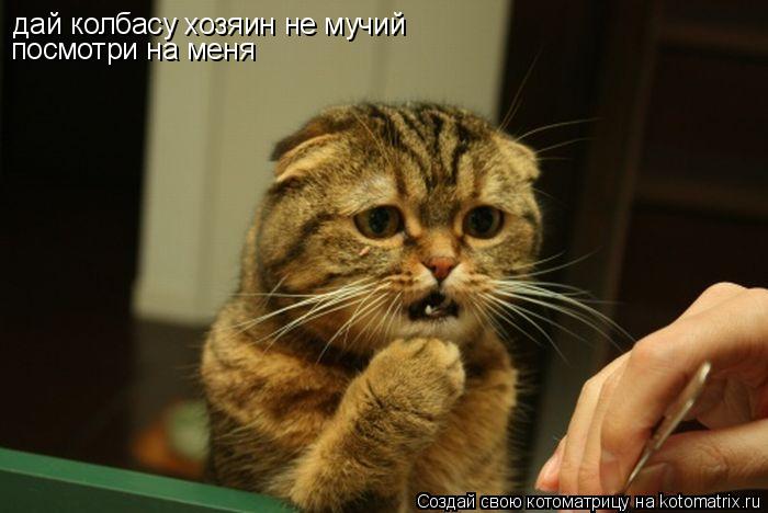 Котоматрица: дай колбасу хозяин дай колбасу хозяин не мучий посмотри на меня