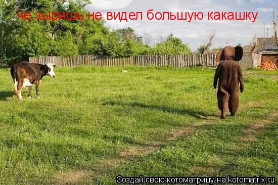 Котоматрица: че зыришь не видел большую какашку
