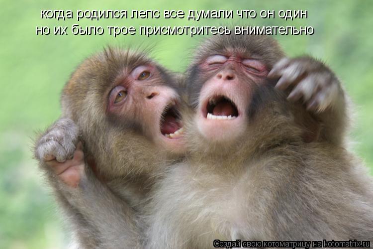 Котоматрица: когда родился лепс все думали что он один но их было трое присмотритесь внимательно