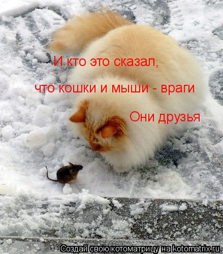 Котоматрица: что кошки и мыши - враги  И кто это сказал, Они друзья
