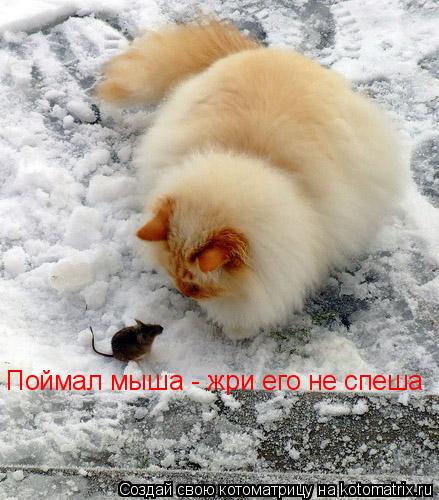 Котоматрица: Поймал мыша - жри его не спеша