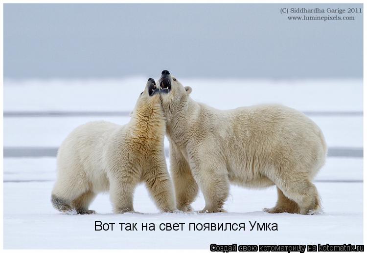 Котоматрица: Вот так на свет появился Умка