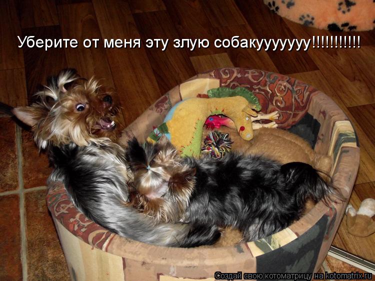 Котоматрица: Уберите от меня эту злую собакууууууу!!!!!!!!!!!