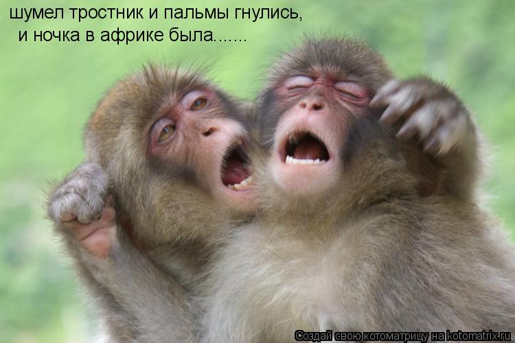 шумел тростник и пальмы гнулись, и ночка в африке была.......... Котоматрица: шумел тростник и пальмы гнулись, и ночка в африке была.......