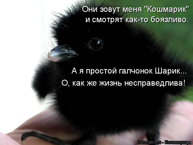 Котоматрица: Они зовут меня "Кошмарик"  и смотрят как-то боязливо. А я простой галчонок Шарик... О, как же жизнь несправедлива!