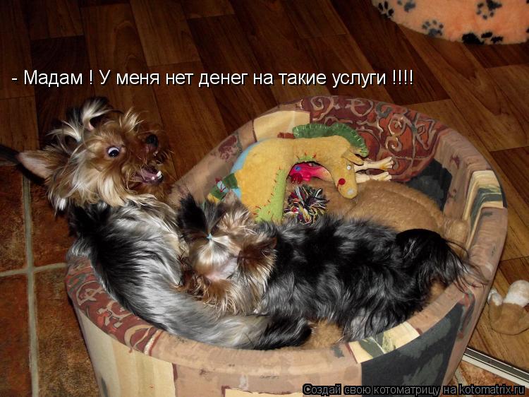 Котоматрица: - Мадам ! У меня нет денег на такие услуги !!!!
