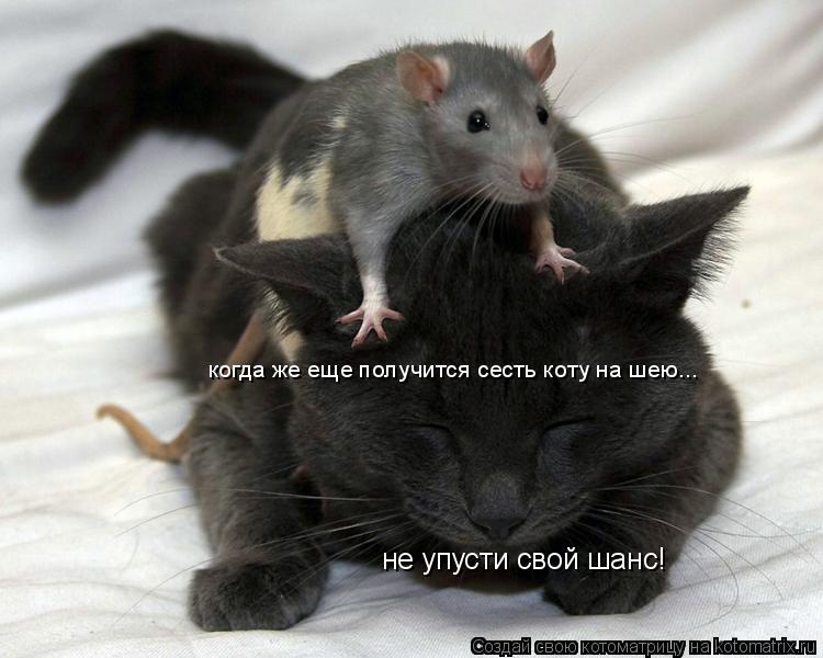 Котоматрица: не упусти свой шанс! когда же еще получится сесть коту на шею... не упусти свой шанс!  когда же еще получится сесть коту на шею...