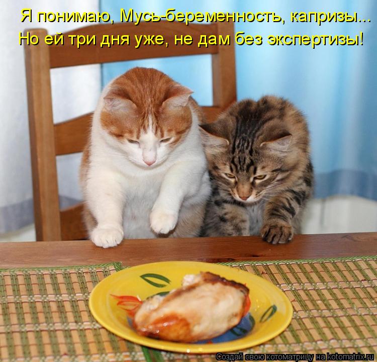 Котоматрица: Я понимаю, Мусь-беременность, капризы... Но ей три дня уже, не дам без экспертизы!