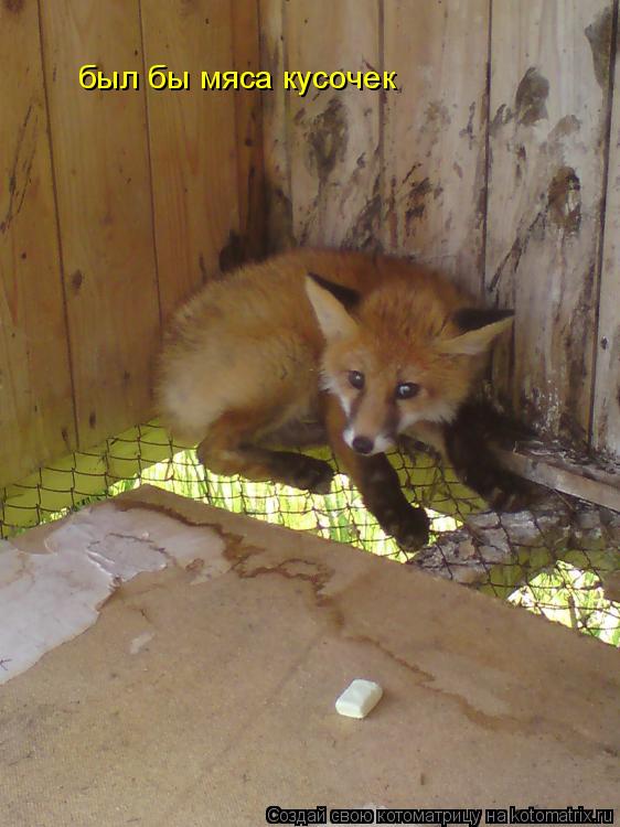 Котоматрица: был бы мяса кусочек