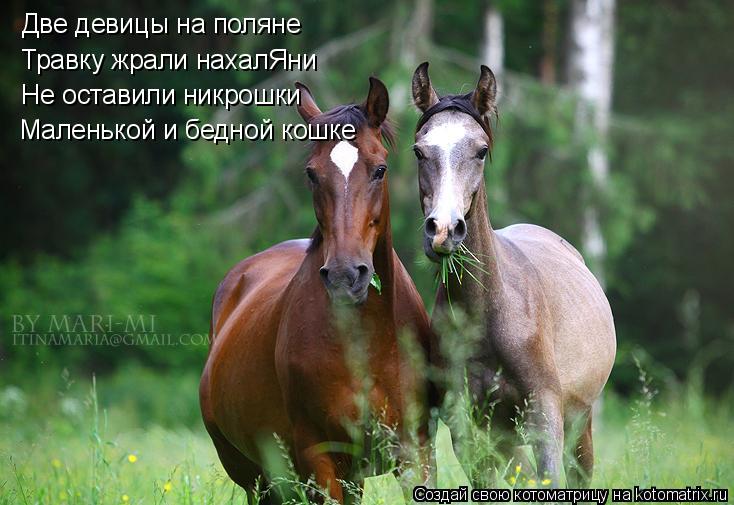 Котоматрица: Две девицы на поляне Травку жрали нахалЯни Не оставили никрошки Маленькой и бедной кошке