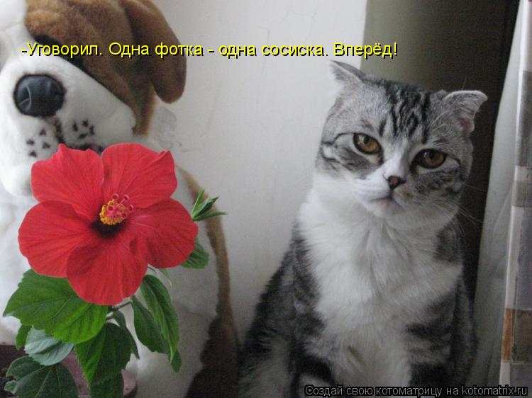 Котоматрица: -Уговорил. Одна фотка - одна сосиска. Вперёд!