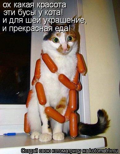 Котоматрица: ох какая красота ох какая красота эти бусы у кота! и для шеи украшение, и прекрасная еда!