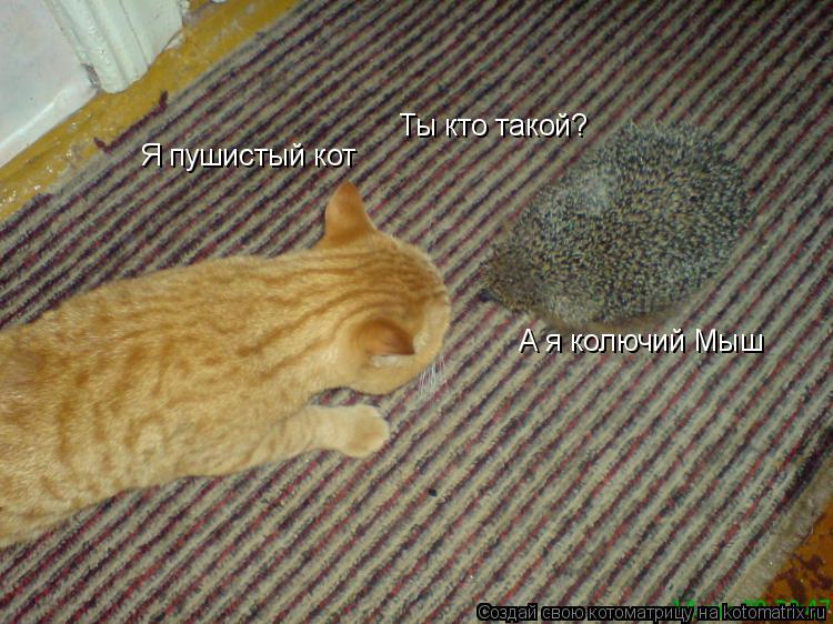 Ты кто такой? Я пушистый кот А я колючий Мыш... Котоматрица: Ты кто такой? Я пушистый кот А я колючий Мыш