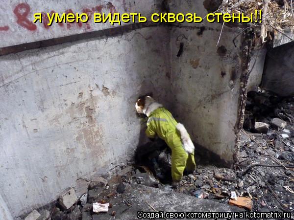 я умею видеть сквозь стены!!... Котоматрица: я умею видеть сквозь стены!!