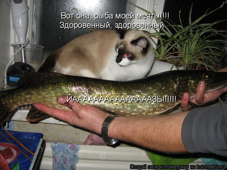 Вот она, рыба моей мечты!!!! Вот она, рыба моей мечты!!!! Здоровенный, здоровенный ЙАААААААААААААААЗЬ... Котоматрица: Вот она, рыба моей мечты!!!! Вот она, рыба моей мечты!!!! Здоровенный, здоровенный ЙАААААААААААААААЗЬ!!!!!!