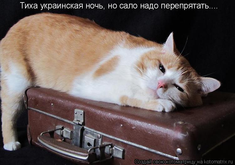 Тиха украинская ночь, но сало надо перепрятать....... Котоматрица: Тиха украинская ночь, но сало надо перепрятать....