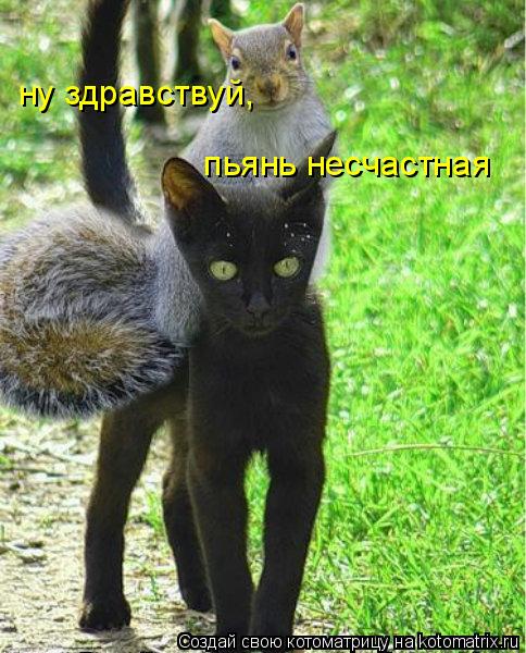 ну здравствуй, пьянь несчастная... Котоматрица: ну здравствуй, пьянь несчастная