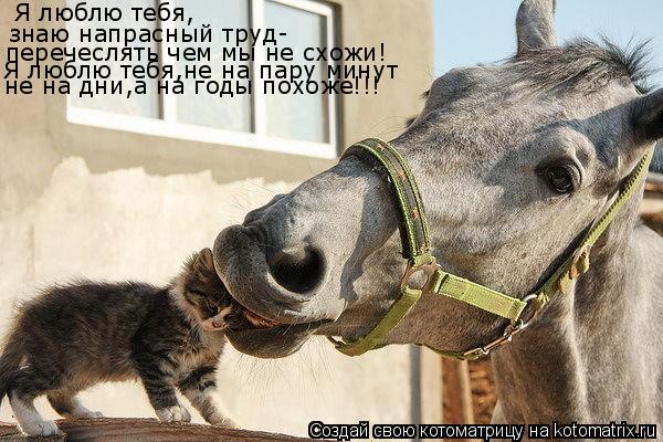 Я люблю тебя, знаю напрасный труд- перечеслять чем мы не схожи! Я люблю тебя,не на пару минут не на д... Котоматрица: Я люблю тебя, знаю напрасный труд- перечеслять чем мы не схожи! Я люблю тебя,не на пару минут не на дни,а на годы похоже!!!