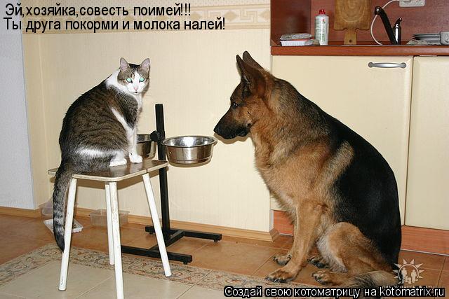 Эй,хозяйка,совесть поимей!!! Ты друга покорми и молока налей!... Котоматрица: Эй,хозяйка,совесть поимей!!! Ты друга покорми и молока налей!