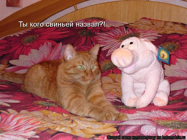 Ты кого свиньей назвал?!... Котоматрица: Ты кого свиньей назвал?!