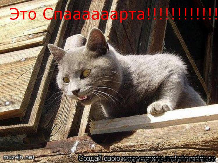 Это Спаааааарта!!!!!!!!!!!!!... Котоматрица: Это Спаааааарта!!!!!!!!!!!!!